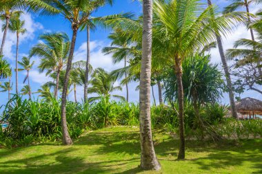 Tropical paradise: idyllic caribbean palm trees with sunbeam in Montego Bay, Jamaica