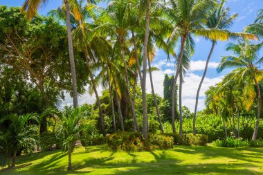 Tropical paradise: idyllic caribbean palm trees with sunbeam in Punta Cana, Dominican Republic