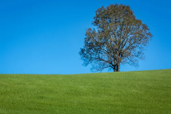 Одинокое Дерево Сельской Местности Штата Санта Катарина Солнечным Вечером Южная — стоковое фото