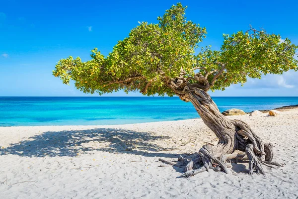 Ειδυλλιακή Ημιδιαφανής Παραλία Της Καραϊβικής Δέντρο Divi Divi Στην Αρούμπα — Φωτογραφία Αρχείου