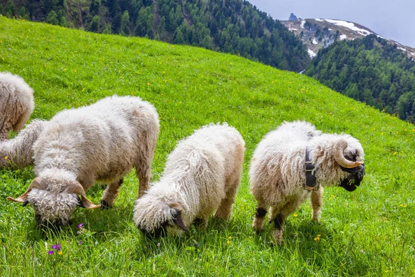 Вале Blacknose Овец Альпийских Лугах Церматт Швейцарский Pennine Альпы — стоковое фото