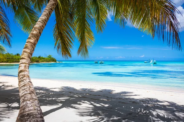 Tropical Paradise Idyllic Caribbean Beach Single Palm Tree Punta Cana — Zdjęcie stockowe