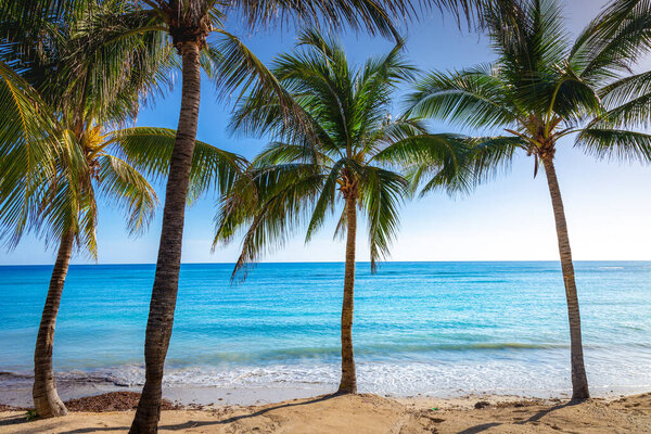 Tropical paradise: idyllic caribbean beach with palm trees, Montego Bay, Jamaica
