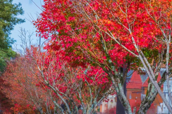 Autumn Landscape Red Trees Gramado Rio Grande Sul Southern Brazil — Fotografia de Stock