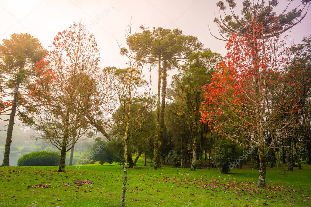 Autumn landscape with trees and araucarias in Gramado, rio Grande do Sul, Southern Brazil