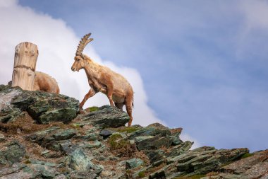 Alpine Ibex standing above mountain ridge in swiss alps, Zermatt at sunny sky, Switzerland