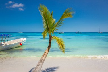 Tropical paradise: idyllic caribbean beach with single palm tree, Punta Cana, Dominican Republic