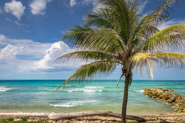 Tropical Paradise Idyllic Caribbean Beach Single Palm Tree Montego Bay — Fotografia de Stock