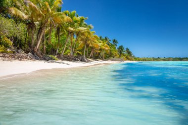 Tropical paradise: idyllic caribbean beach with palm trees, Punta Cana, Dominican Republic