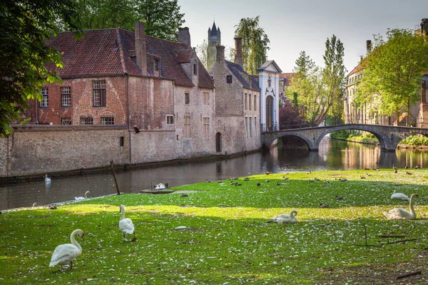 Delicate Swans Resting Beguinage Canal Bruges Belgium — Fotografia de Stock