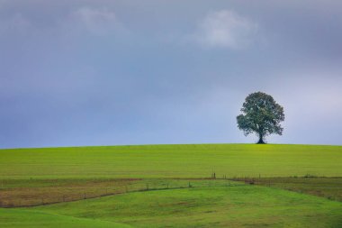 Single tree in wheat field and dramatic sky at evening in Tuscany