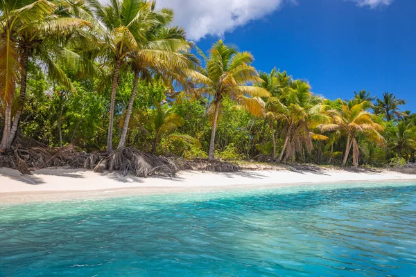 Tropical Paradise Idyllic Caribbean Beach Palm Trees Punta Cana Dominican — Fotografia de Stock