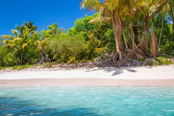 Tropical Paradise Idyllic Caribbean Beach Palm Trees Punta Cana Dominican — Fotografia de Stock