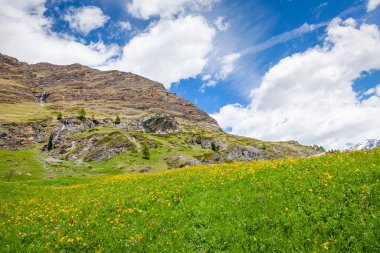 Idyllic swiss landscape with wildflowers at spring and Zermatt meadows, Valais, Switzerland