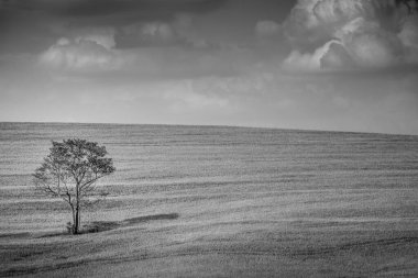 Single tree in wheat field and dramatic sky at evening in Tuscany