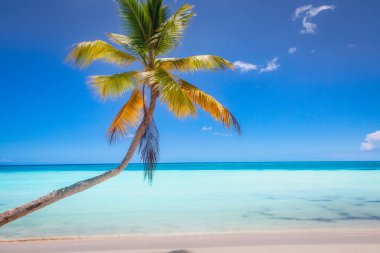 Tropical paradise: idyllic caribbean beach with single palm tree, Punta Cana, Dominican Republic