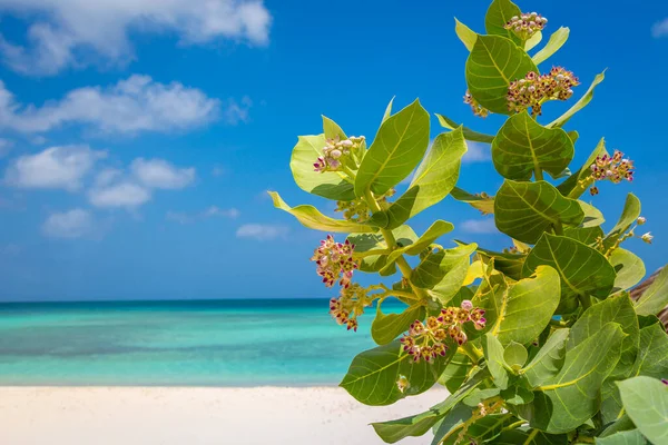 Idyllic Translucent Caribbean Beach Tropical Tree Aruba Dutch Antilles – stockfoto