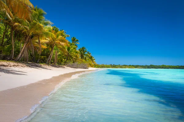 Tropical paradise: idyllic caribbean beach with palm trees, Punta Cana, Dominican Republic