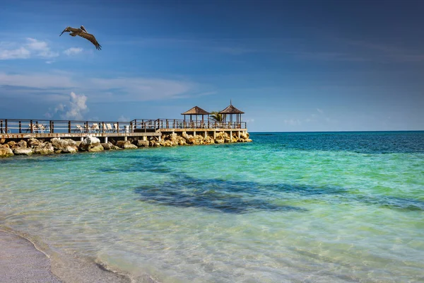 Pelican flying over idyllic caribbean beach with pier and gazebo, Montego Bay, Jamaica