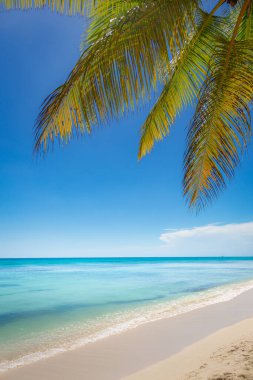 Tropical paradise: idyllic caribbean beach with single palm tree, Punta Cana, Dominican Republic