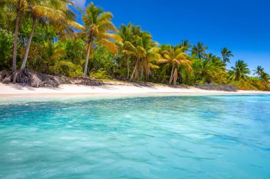 Tropical paradise: idyllic caribbean beach with palm trees, Punta Cana, Dominican Republic