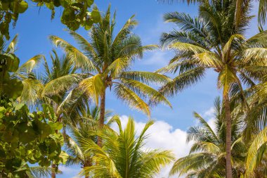 Tropical paradise: idyllic caribbean palm trees with sunbeam in Montego Bay, Jamaica