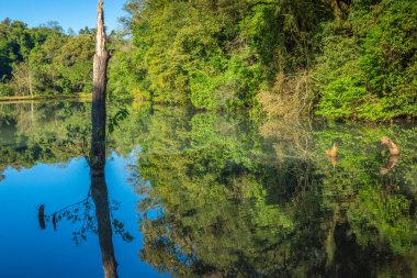 Tropical lush rainforest and river reflection in Iguazu national park, Brazil, South America