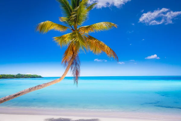Tropical Paradise Idyllic Caribbean Beach Palm Tree Punta Cana Dominican — 스톡 사진
