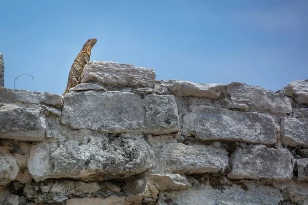 Lizard reptile over old ruin of Ancient Mayan civilization in riviera maya, Mexico