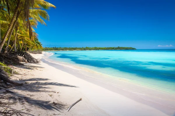 Tropical Paradise Idyllic Caribbean Beach Palm Trees Punta Cana Dominican — Stock fotografie