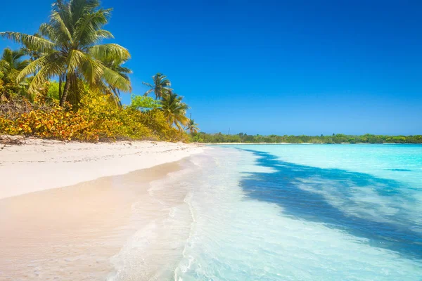 Tropical Paradise Idyllic Caribbean Beach Palm Trees Punta Cana Dominican — Fotografia de Stock