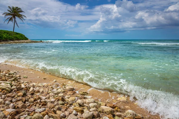 Tropical Paradise Idyllic Caribbean Beach Single Palm Tree Montego Bay — Stockfoto