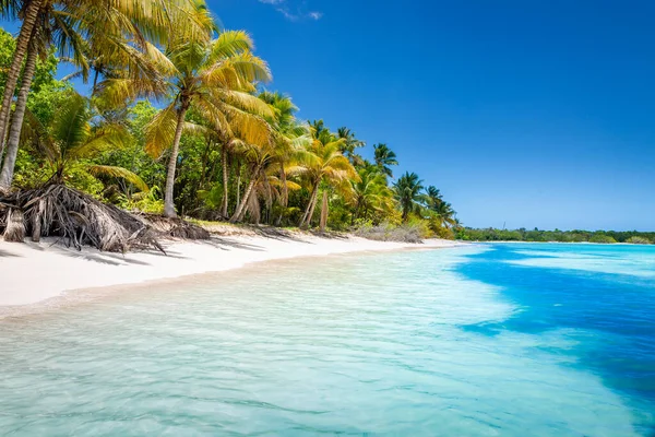 Tropical Paradise Idyllic Caribbean Beach Palm Trees Punta Cana Dominican — Fotografia de Stock