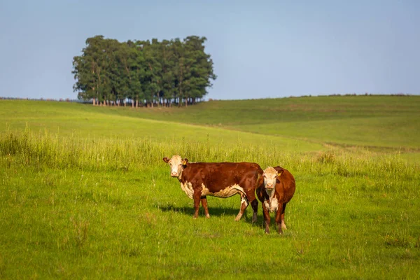 Cows Livestock Herding Southern Brazil Countryside Looking Camera — Fotografia de Stock