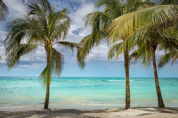 Tropical paradise: idyllic caribbean beach with palm trees, Montego Bay, Jamaica