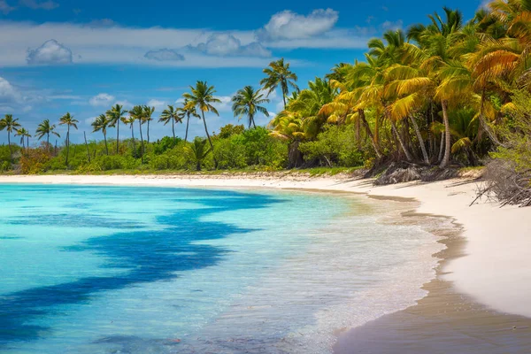 Tropical paradise: idyllic caribbean beach with palm trees, Punta Cana, Dominican Republic