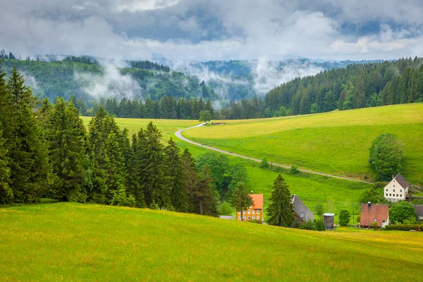Idyllic Black forest landscape with wildflowers at springtime near Freiburg, Germany