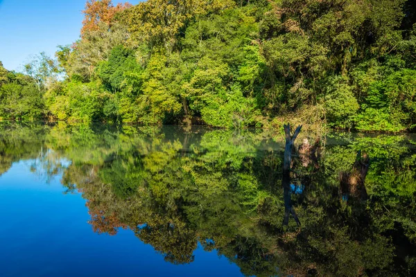 Tropical lush rainforest and river reflection in Iguazu national park, Brazil, South America