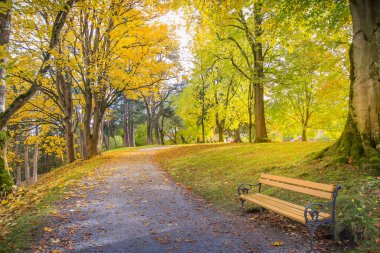 Maple trees in Alps at golden autumn, Karwendel mountains near Innsbruck, Tyrol, Austria