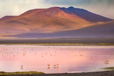 Laguna Colorada, Red Lagoon, is a shallow salt lake in the southwest of the altiplano of Bolivia, within Eduardo Avaroa Andean Fauna National Reserve and close to the border with Chile