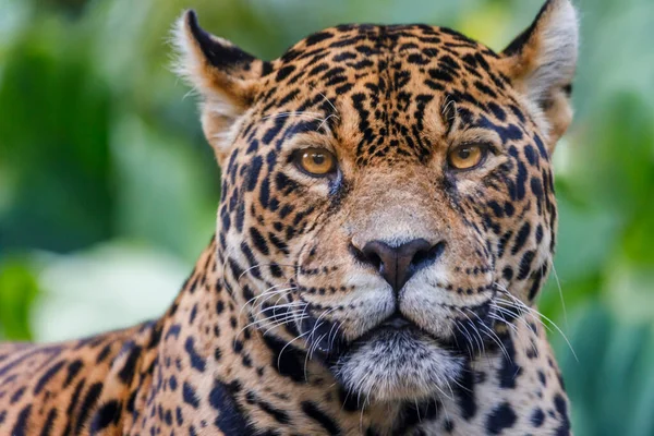 Jaguar Panthera Onca Majestic Feline Looking Camera Pantanal Brazil South — стоковое фото