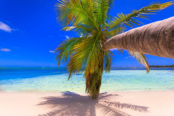 Tropical Paradise Idyllic Caribbean Beach Palm Tree Punta Cana Dominican — Φωτογραφία Αρχείου