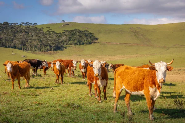 Cows Grazing Sunset Rio Grande Sul Pampa Landscape Southern Brazil — Fotografia de Stock