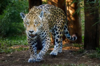 Jaguar Panthera onca görkemli kedi Pantanal, Brezilya, Güney Amerika 'da avlanıyor.
