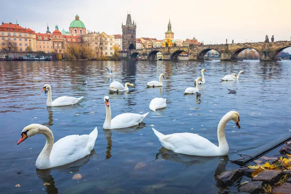 Cisnes Flotando Río Moldava Puente Medieval Charles Praga Amanecer República —  Fotos de Stock