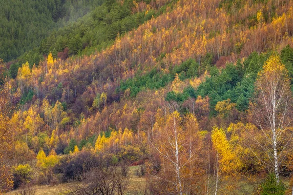 Birch forest pattern in autumn with vibrant yellow leaves, Bulgaria Countryside