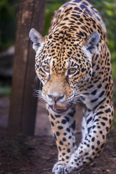 Jaguar Panthera Onca Magestic Feline Hunting Pantanal Brazil South America — стоковое фото