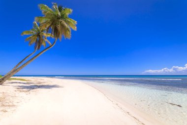 Tropical paradise, idyllic caribbean beach with palm trees, Punta Cana, Dominican Republic