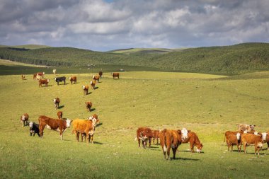 Cows grazing at sunset, Rio Grande do Sul pampa landscape - Southern Brazil