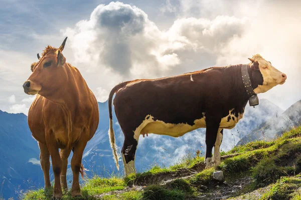 Švýcarské Hnědé Krávy Alpské Krajině Gran Paradiso Severní Itálie Hranice — Stock fotografie